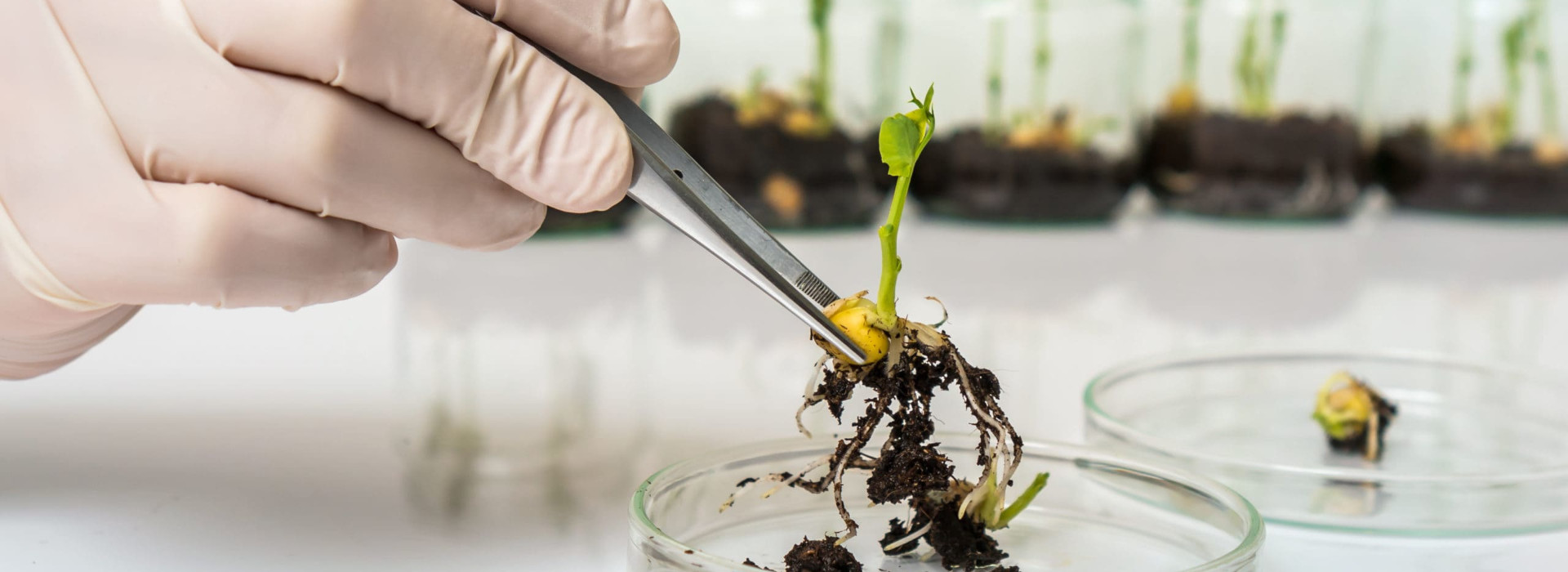 OGM: le nuove linee guida EFSA per la valutazione del rischio delle piante